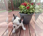 Small Photo #44 French Bulldog Puppy For Sale in KANSAS CITY, MO, USA