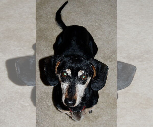 Medium Photo #10 Dachshund Puppy For Sale in Shelbyville, TN, USA