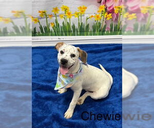 Bullboxer Pit Dogs for adoption in Cottageville, WV, USA