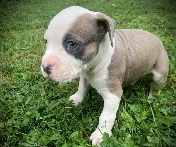 Medium Photo #5 American Bully Puppy For Sale in SALEM, IL, USA