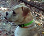 Small Photo #12 Bulldog-Labrador Retriever Mix Puppy For Sale in Rockaway, NJ, USA