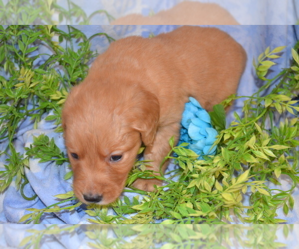 Medium Photo #4 Golden Retriever Puppy For Sale in GREENWOOD, WI, USA