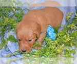 Small #3 Golden Retriever