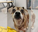 Small #5 Chihuahua Mix