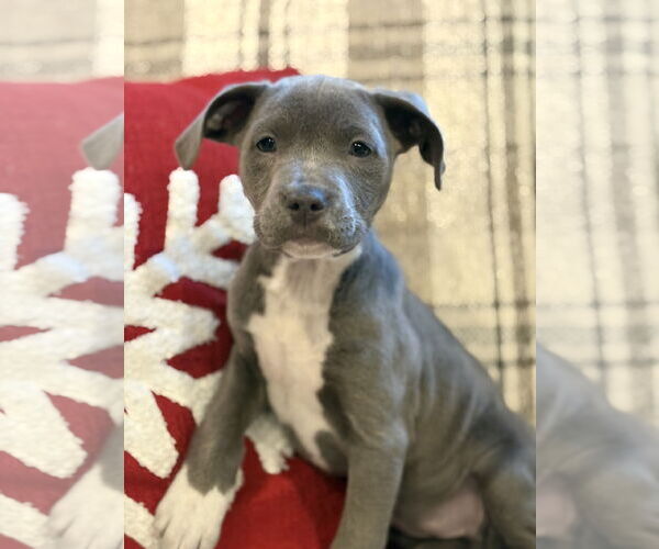 Medium Photo #1 American Bulldog-Labrador Retriever Mix Puppy For Sale in Tarrytown, GA, USA
