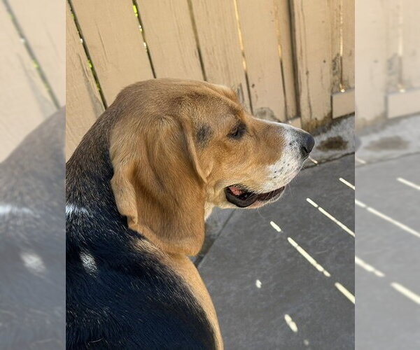 Medium Photo #2 Beagle Puppy For Sale in Apple Valley, CA, USA