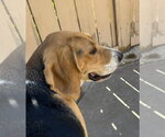 Small #1 Beagle