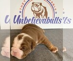 Small Photo #5 English Bulldog Puppy For Sale in CENTERVILLE, OH, USA