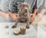 Small Photo #8 Labrador Retriever Puppy For Sale in ELMA, WA, USA
