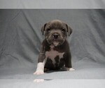 Small Photo #1 American Bully Puppy For Sale in BRANDYWINE, MD, USA