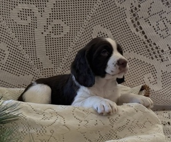 Medium Photo #3 English Springer Spaniel Puppy For Sale in OWEN, WI, USA