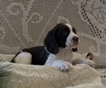 Small #2 English Springer Spaniel