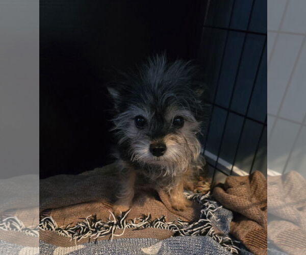 Medium Photo #1 Mutt Puppy For Sale in Morganville, NJ, USA