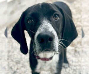 Mutt Dogs for adoption in Jefferson, WI, USA