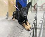 Small German Shepherd Dog
