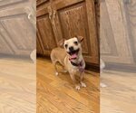 Small #3 Chihuahua Mix