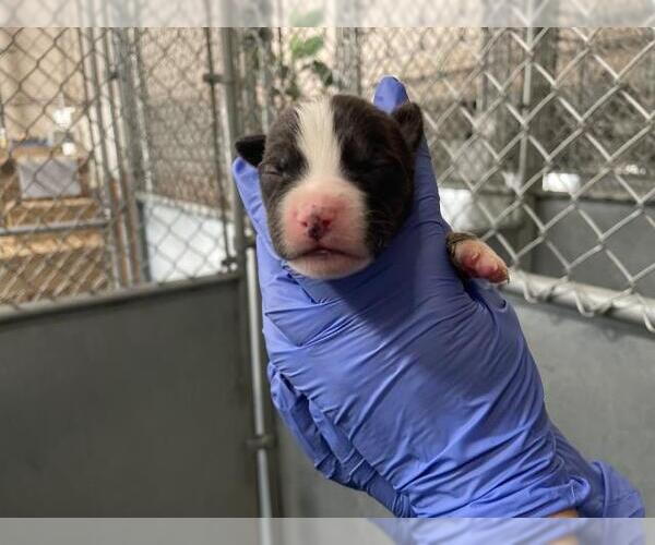 Medium Photo #1 American Bulldog-Unknown Mix Puppy For Sale in HESPERIA, CA, USA