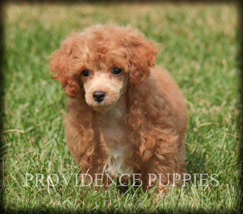 Medium Photo #12 Poodle (Miniature) Puppy For Sale in COPPOCK, IA, USA