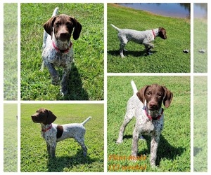 German Shorthaired Pointer Puppy for sale in CHARLOTTESVILLE, VA, USA