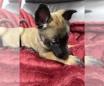 Small Photo #101 Belgian Malinois Puppy For Sale in REESEVILLE, WI, USA