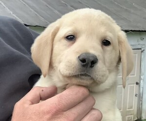 Labrador Retriever Puppy for sale in STRONGHURST, IL, USA