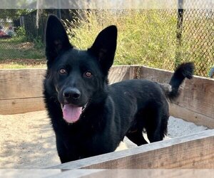 Shollie Dogs for adoption in Santa Cruz, CA, USA