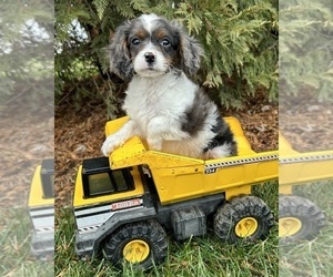 Cavapoo Puppy for sale in MIDDLEBURY, IN, USA