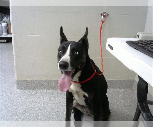 Medium Photo #1 Siberian Husky-Unknown Mix Puppy For Sale in Pasadena, TX, USA