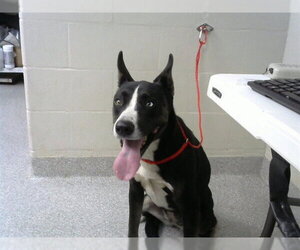 Siberian Husky-Unknown Mix Dogs for adoption in Pasadena, TX, USA