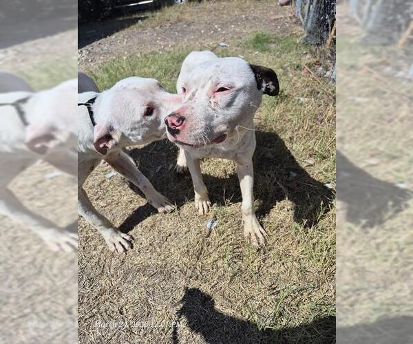 Medium Photo #1 American Staffordshire Terrier Puppy For Sale in San Antonio, TX, USA