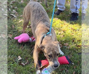 Mateo - Male Labrador Retriever Dog for Adoption - Photo #4