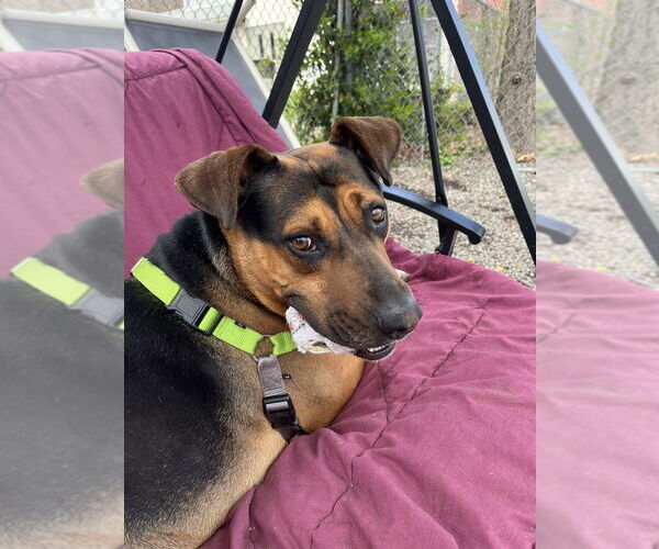 Medium Photo #7 Mutt Puppy For Sale in Elmsford, NY, USA