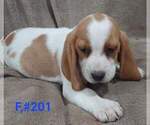 Small #5 Beagle