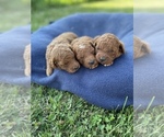 Small Photo #10 Goldendoodle-Poodle (Miniature) Mix Puppy For Sale in RANDOLPH, WI, USA