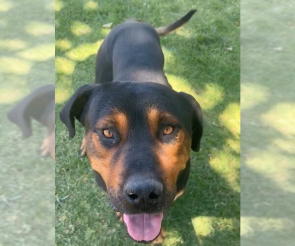 Medium Photo #4 Rottweiler-Unknown Mix Puppy For Sale in Riverside, CA, USA