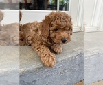 Puppy Puppy 1 Poodle (Miniature)