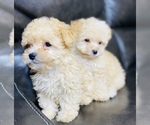 Small Photo #6 Maltipoo Puppy For Sale in SAN BERNARDINO, CA, USA