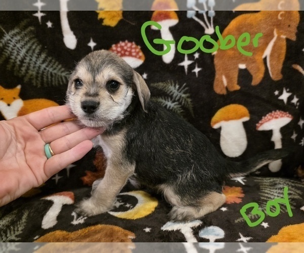 Medium Photo #20 Chizer Puppy For Sale in MONTEZUMA, GA, USA