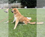 Small #3 Great Pyrenees