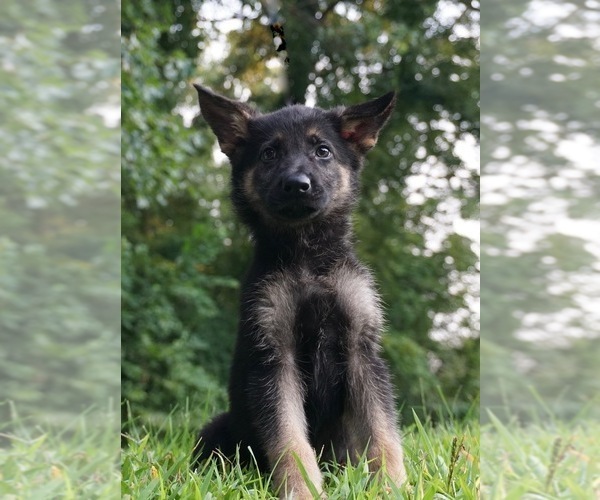 Medium Photo #2 German Shepherd Dog Puppy For Sale in WARSAW, IN, USA