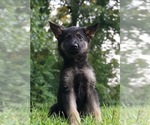 Small Photo #2 German Shepherd Dog Puppy For Sale in WARSAW, IN, USA