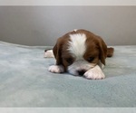 Small Photo #14 Cavalier King Charles Spaniel Puppy For Sale in MIAMI, FL, USA