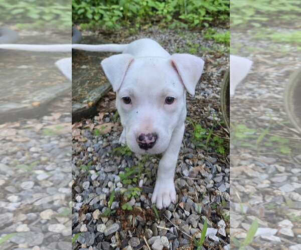 Medium Photo #1 Mutt Puppy For Sale in pomfret, CT, USA