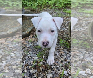 Mutt Dogs for adoption in pomfret, CT, USA