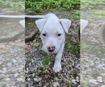 Small Mutt
