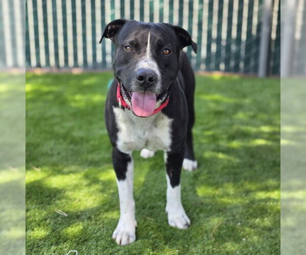 Medium Photo #2 Mutt Puppy For Sale in San Bernardino, CA, USA