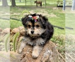Small #4 Morkie