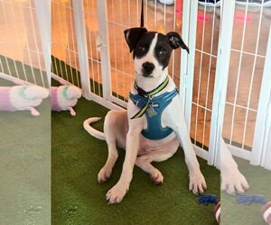 Parson Russell Terrier-Unknown Mix Dogs for adoption in Sanford, FL, USA