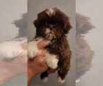 Small #7 Shih Tzu