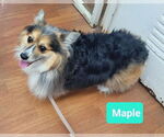 Small #1 Pembroke Welsh Corgi